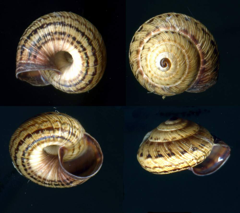 Hygromiidae: Cernuella cisalpina